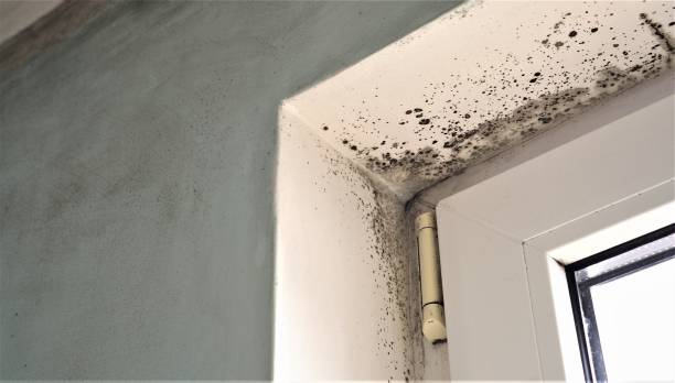 Pukalani, HI Mold Removal Company