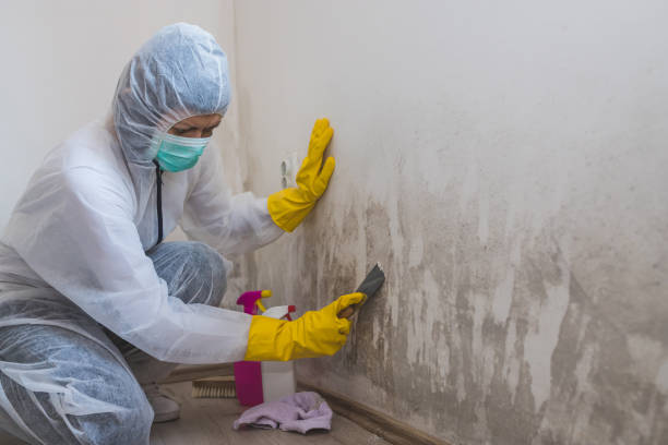 Mold Documentation for Insurance Claims in Pukalani, HI