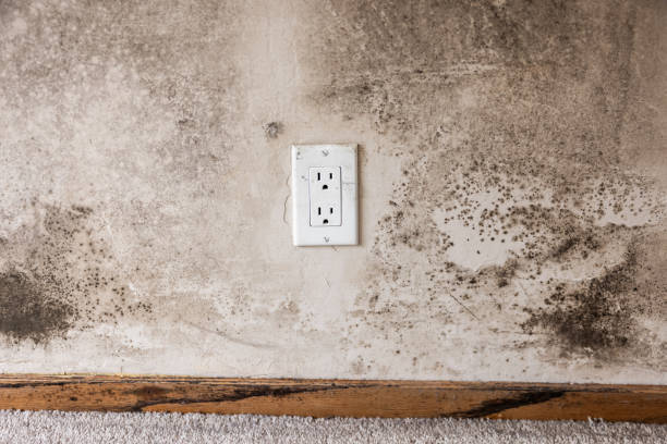 Best Residential Mold Inspection & Testing  in Pukalani, HI