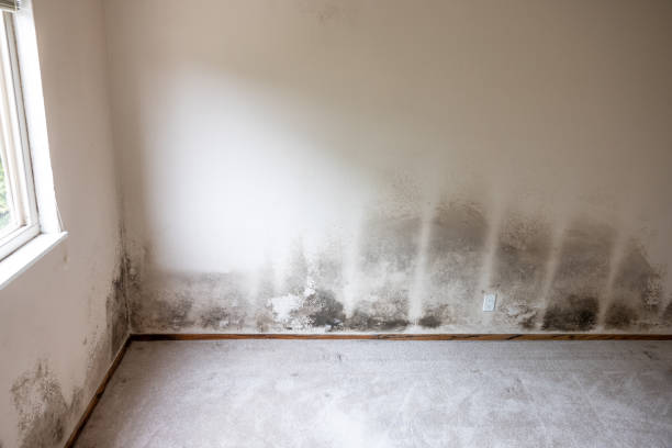 Best Real Estate Mold Inspection  in Pukalani, HI