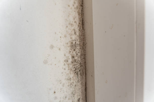 Best Crawl Space Mold Remediation  in Pukalani, HI